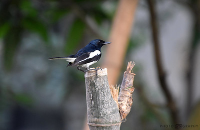 Doel Bird